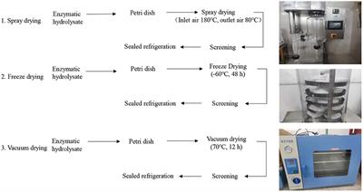 Effects of spray drying, freeze drying, and vacuum drying on physicochemical and nutritional properties of protein peptide powder from salted duck egg white